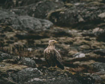 Close-up of bird perching on rock