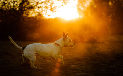 Side view of dog walking on field during sunset