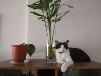 Portrait of cat sitting on table
