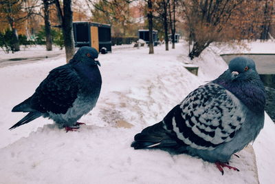 Close-up of bird perching on tree during winter