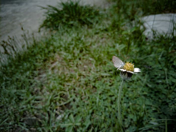 Close-up of butterfly on white flower