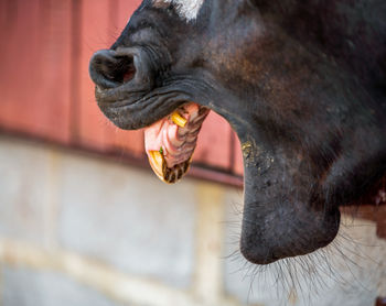 Close-up of horse