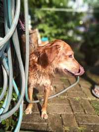 Close-up of dog looking away