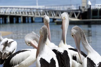 White birds in water