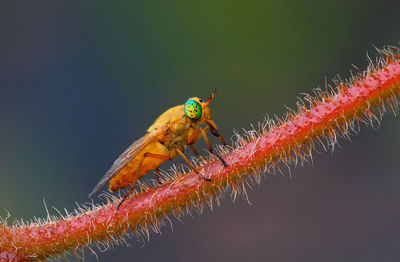 Close-up of insect perching on red leaf