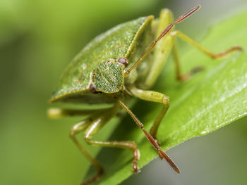 Close-up of insect on leaf