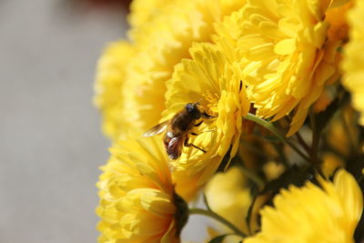 Close-up of bee pollinating on yellow flower