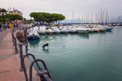 Boats moored in harbor