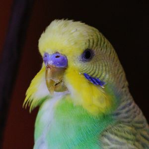 Close-up of a bird