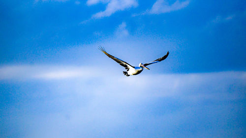 A australian palican in flight on a blue sky