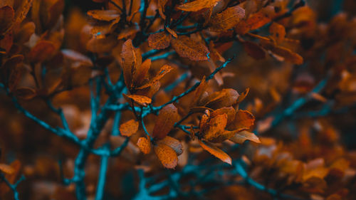 Close-up of autumn leaves on tree