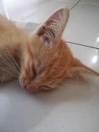 Close-up of cat sleeping on floor