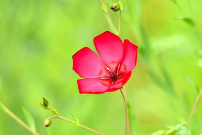 Close-up of red flower at park