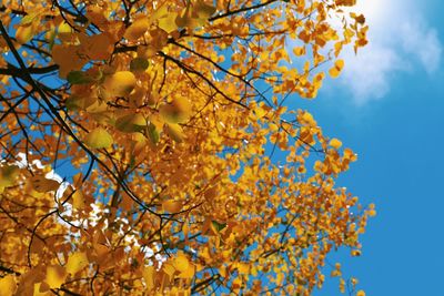 Low angle view of flowering tree against blue sky