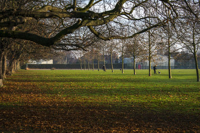 Trees on field against sky