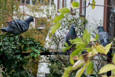 Birds perching on a tree