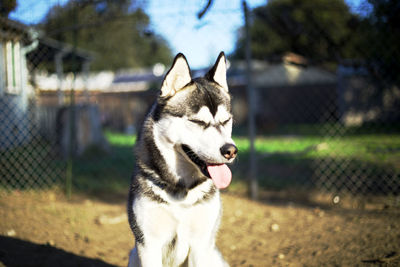 Close-up of dog on field