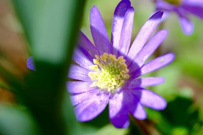 Close-up of purple flower