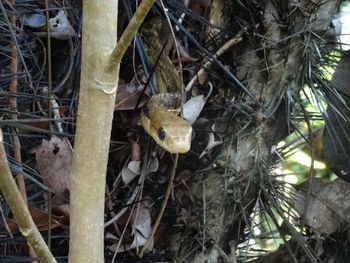 Close-up of bird in nest