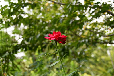 Close-up of red flowering plant