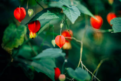 Close-up of red flowers growing on plant