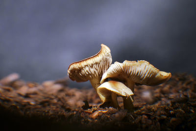 Close-up of mushrooms