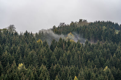 Scenic view of forest against sky