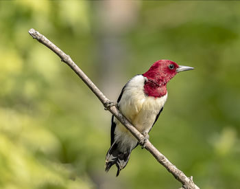 Close-up of a bird perching on branch