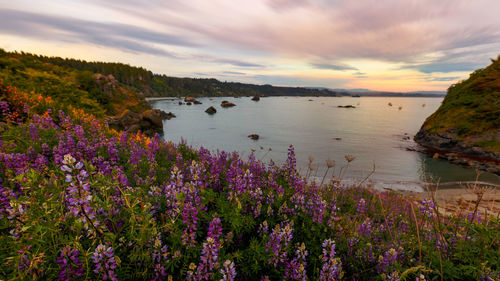 Scenic view of flowering plants on land against sky during sunset