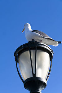 Low angle view of seagull on gas light against clear blue sky