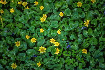 High angle view of yellow flowering plants