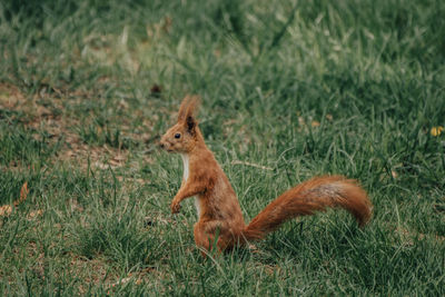 Side view of squirrel on field