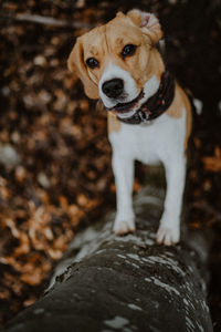 Portrait of dog standing on land