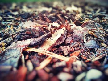 Close-up of leaves on ground