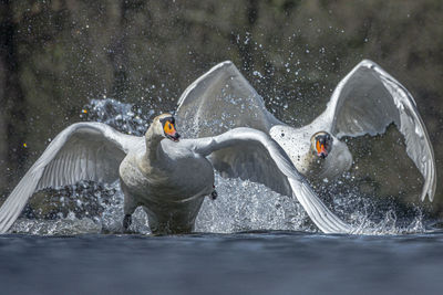 Two birds in water