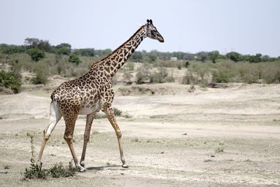 Giraffe on a field walking in the serengeti national park