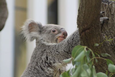 Close-up of squirrel on tree trunk