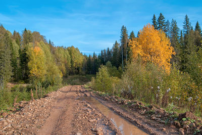 Road amidst trees in forest against sky during autumn