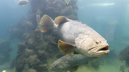 Fish swimming in sea