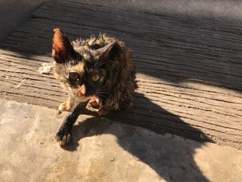 High angle portrait of cat on floor