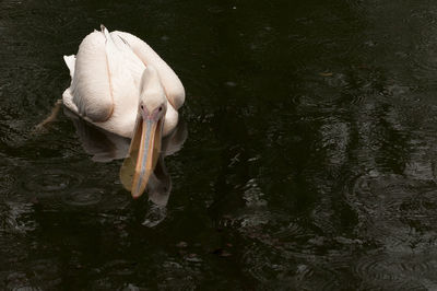 High angle view of swan swimming in lake