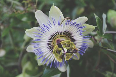 Close-up of purple flowers