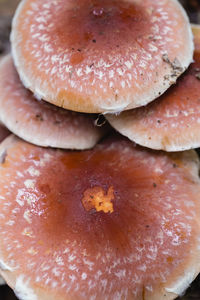 Close-up of bread