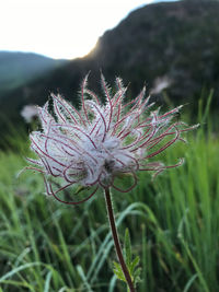 Close-up of purple flowering plant on field