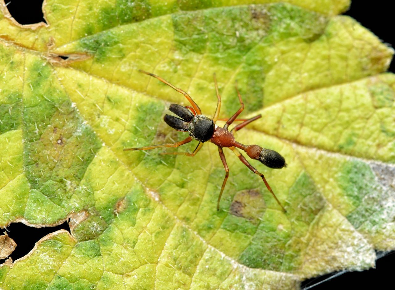 CLOSE-UP OF BUG ON LEAF