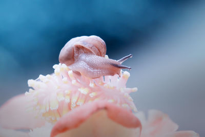 Close-up of snail on pink flower