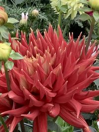 Close-up of red rose flower in garden