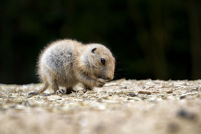 Close-up of rabbit on field