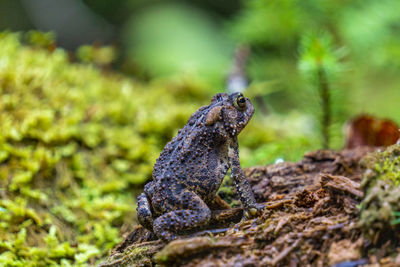 Close-up of lizard on rock