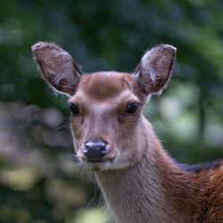 Close-up portrait of deer